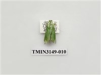 藏品(螟蛾300)的圖片